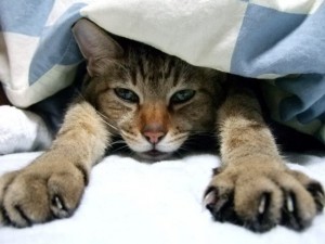 一番しんどい部分を避けているからホームページで集客できない